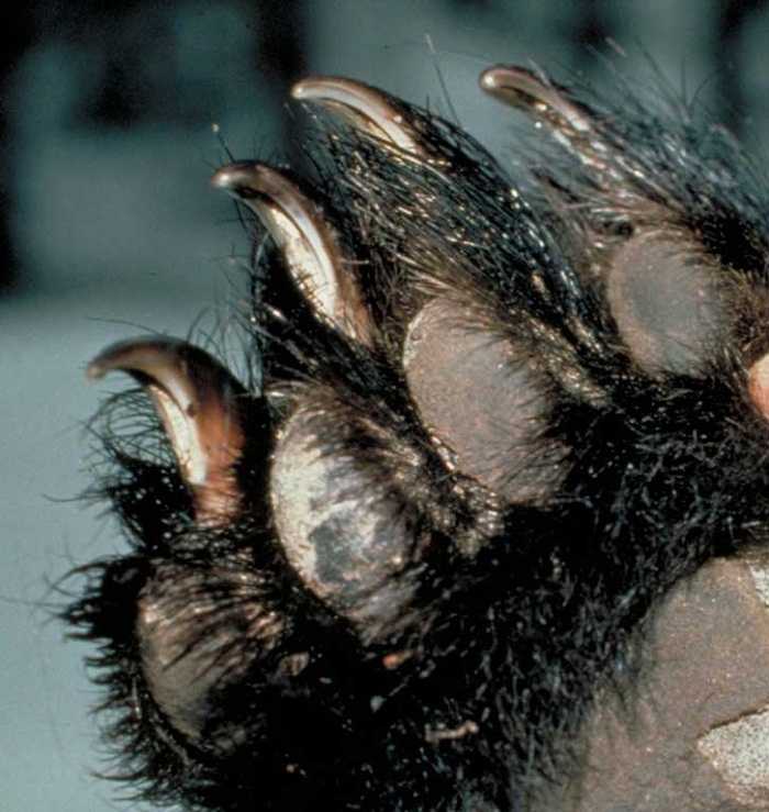 Bear Claw