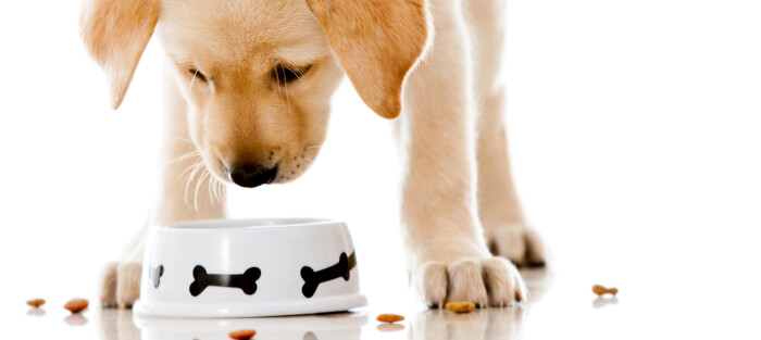 Doggie Stew