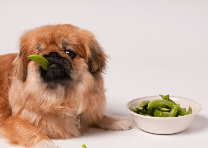 Healthy Doggie