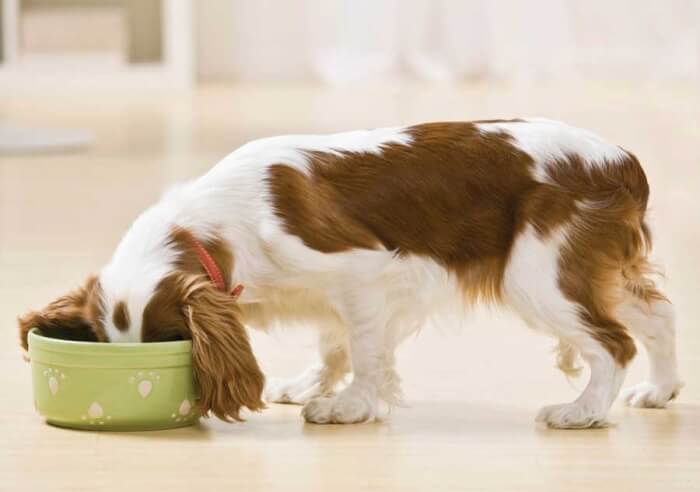 Dog Gone Chili